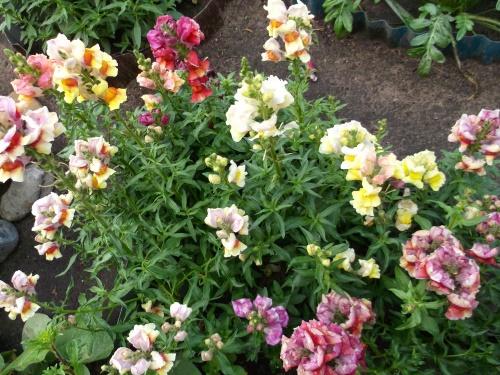 les mufliers fleurissent