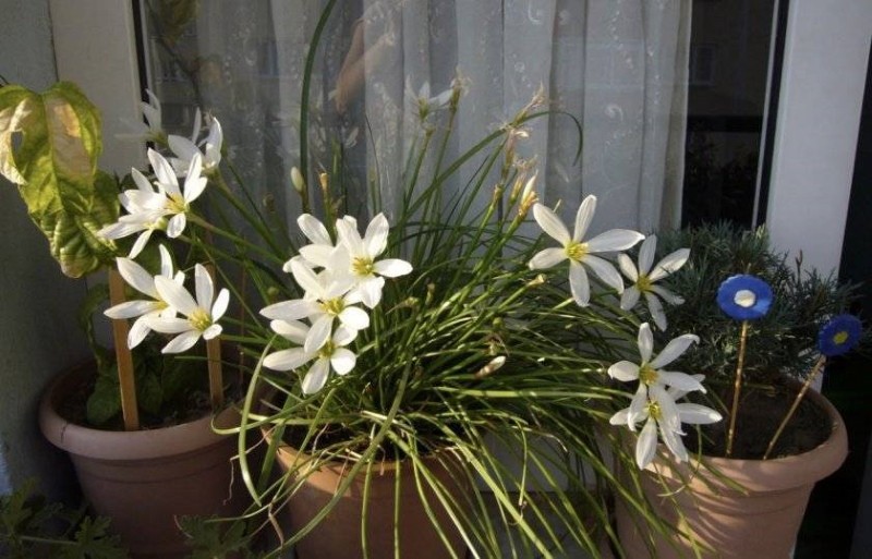 qué hacer si zephyranthes se vuelve amarillo