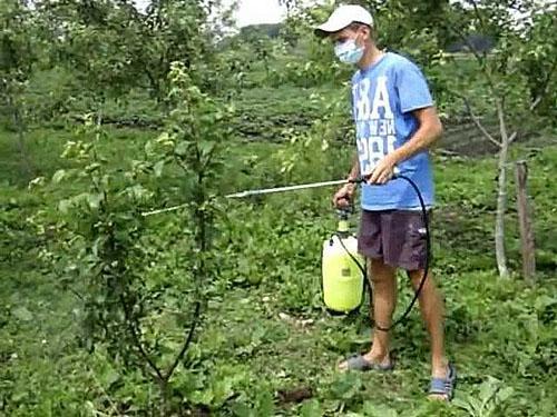 Tratamiento preventivo de manzana