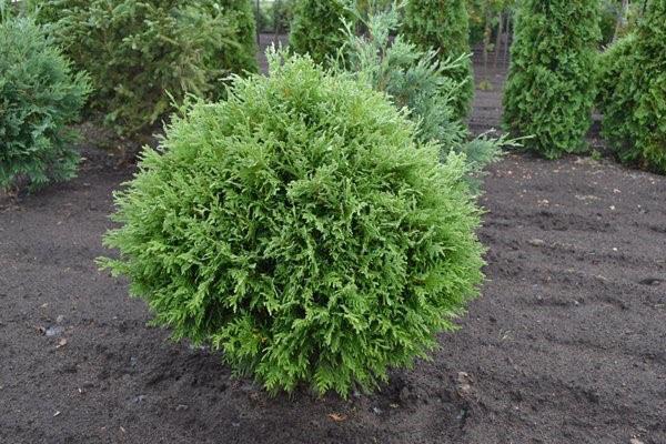 sitio de aterrizaje de thuja woodwardy