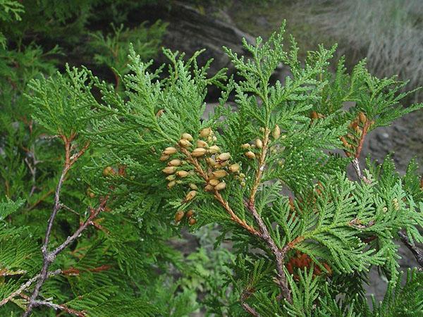 fruta de thuja woodwardi