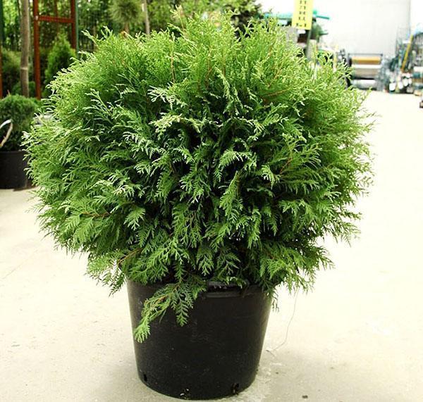 árbol joven thuja woodwardie