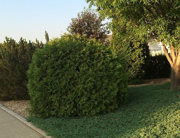 Thuja Woodwardie en paisaje