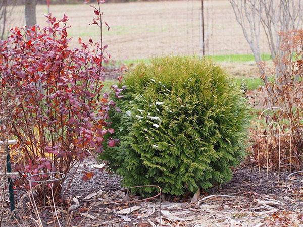 thuja woodwardi en el macizo de flores