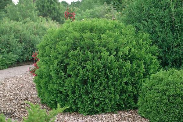 thuja woodwardy entre otras coníferas