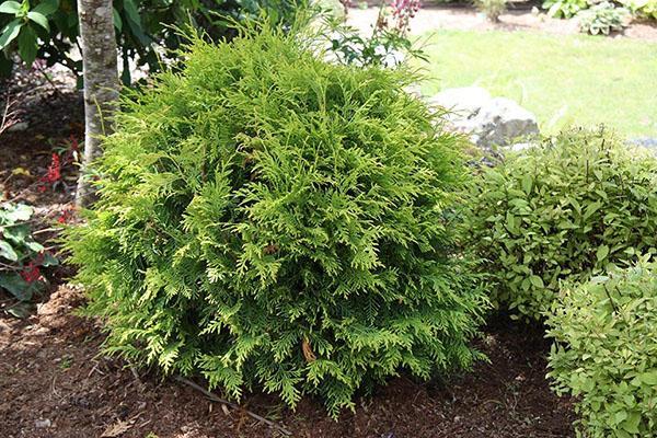 thuja woodwardi en el jardín