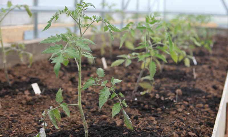 plántulas de tomate en invernadero