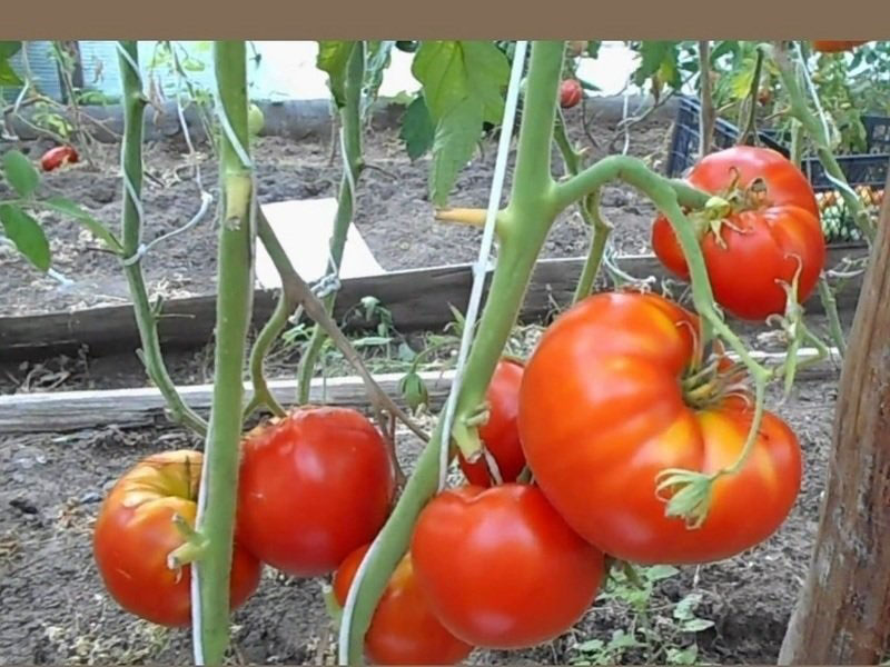 prendre soin des tomates cardinal