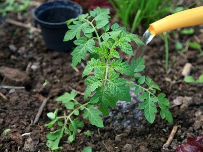 regar los tomates con agua tibia