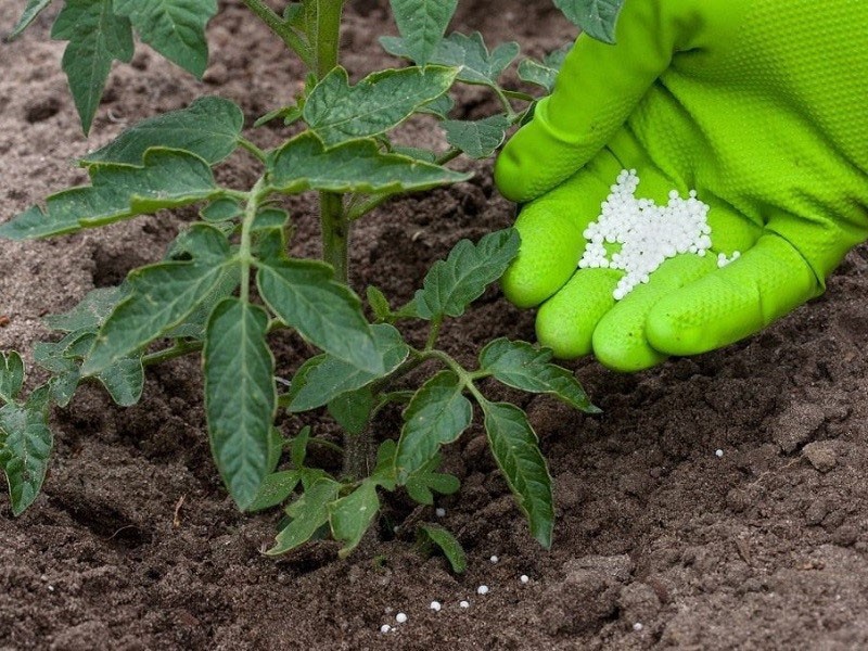 nourrir les tomates