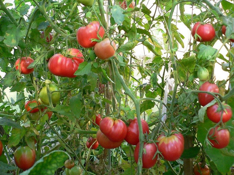 variedad de tomate de alto rendimiento cardinal