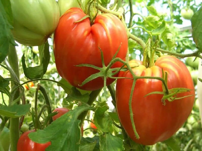 cultivo de tomates Cardinal