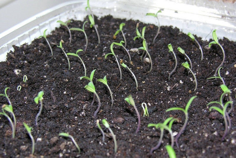 semis de graines de tomates Cardinal