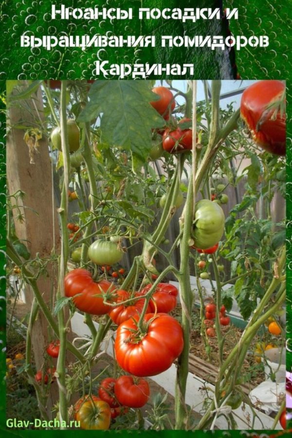 cultivo de tomates cardinal