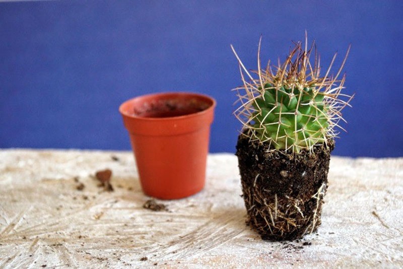 greffe d'echinocactus gruconi