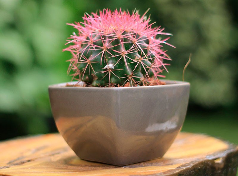 échinocactus après transplantation