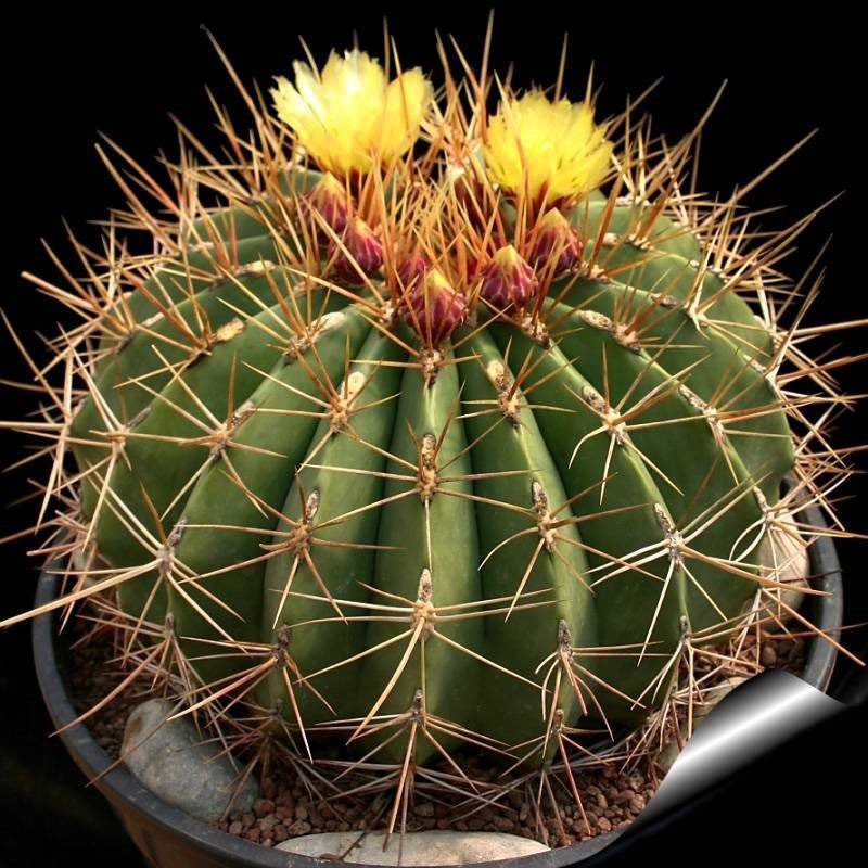 características de echinocactus gruzoni