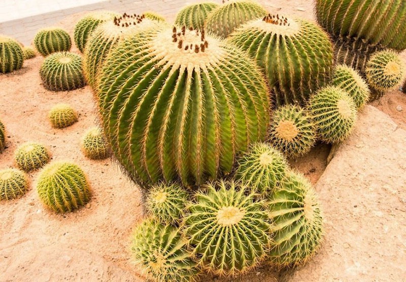 echinocactus gruzoni dans la nature