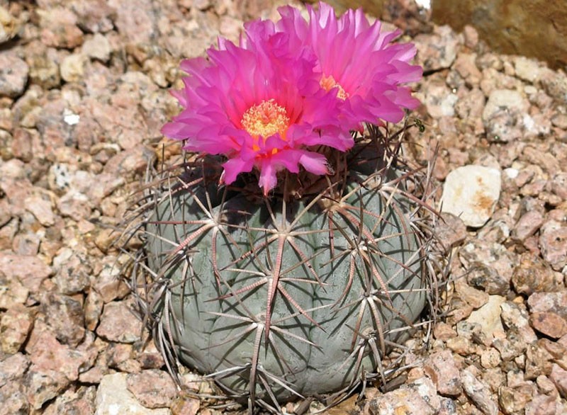 echinocactus floreció