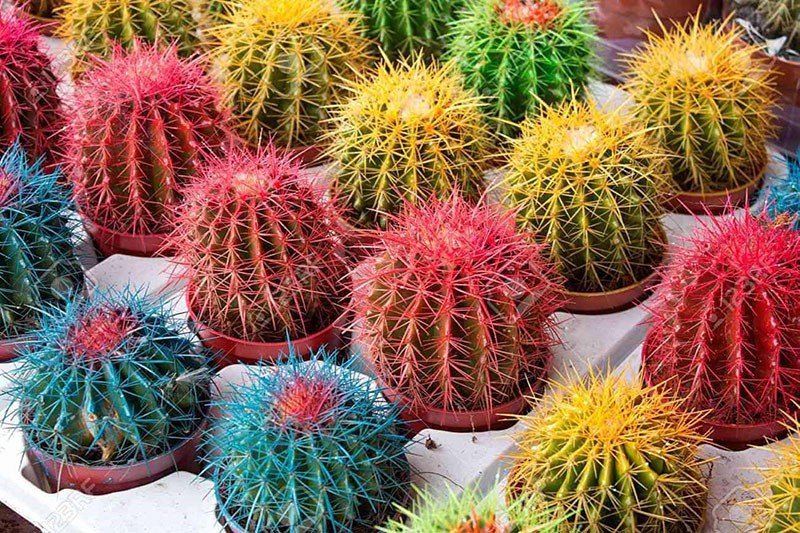 coloration artificielle des cactus dans le magasin