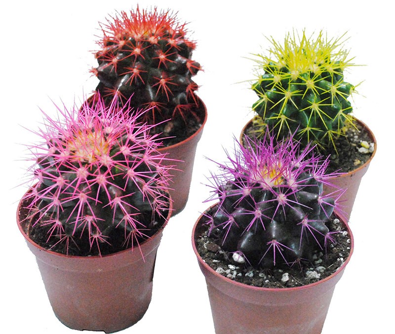 échinocactus arc-en-ciel