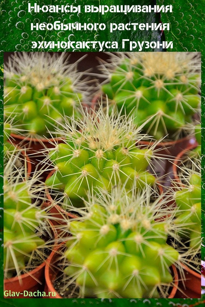 échinocactus gruzoni