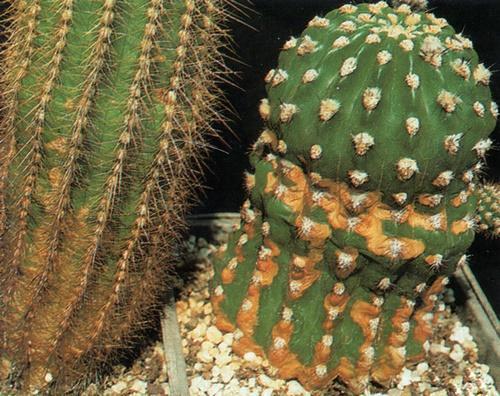 manchas en cactus