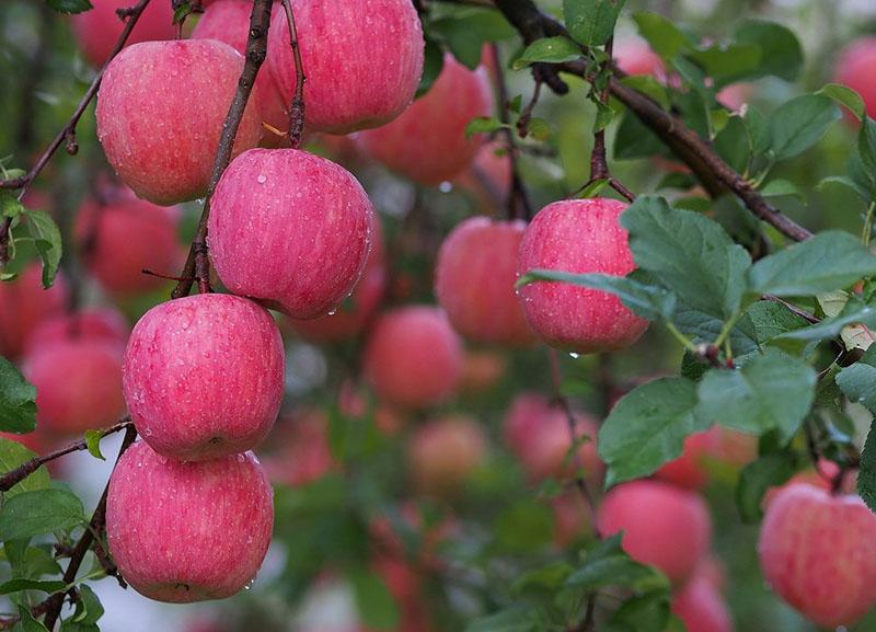 descripción en pantalla de la variedad de manzana