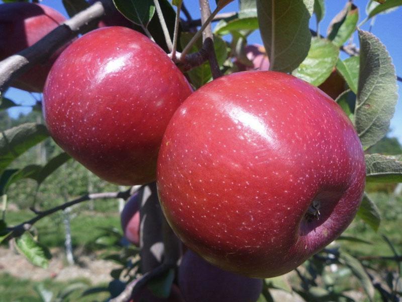 pantalla de variedad de manzana híbrida