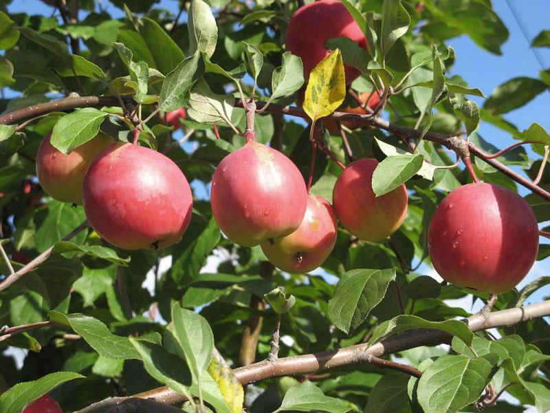 variété de pomme résistante au gel