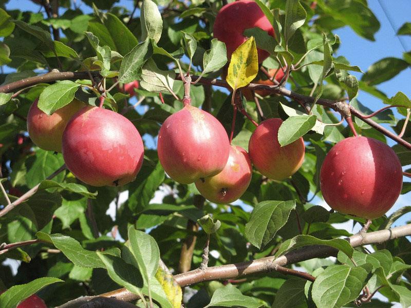 variedad de manzana resistente a las heladas