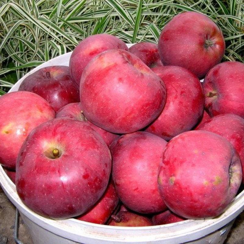 grand écran de variétés de pommes