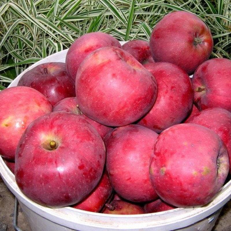 pantalla grande de variedades de manzana