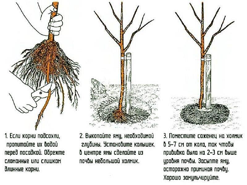 etapas de la plantación de una plántula