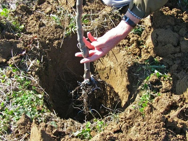 placement correct de la plantule