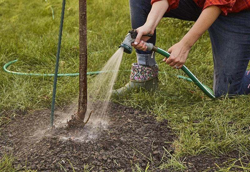 entretien des pommiers dans le jardin