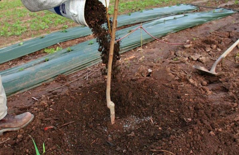 aplicación de fertilizantes orgánicos