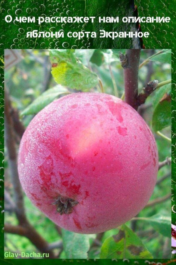 descripción en pantalla de la variedad de manzana