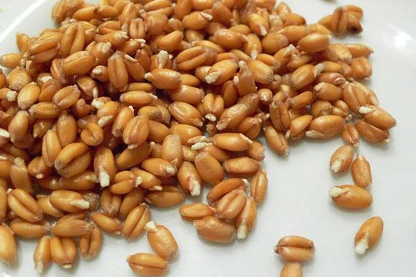 granos de trigo germinados