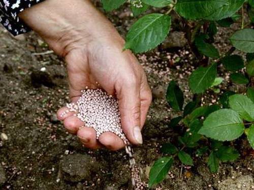 fertiliser les roses