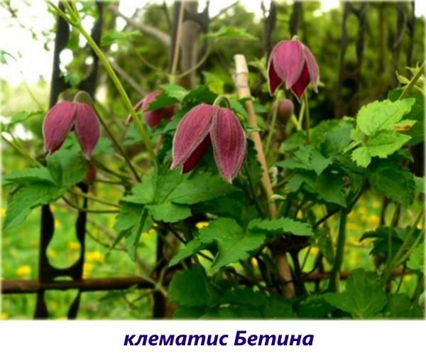 clematis Betina