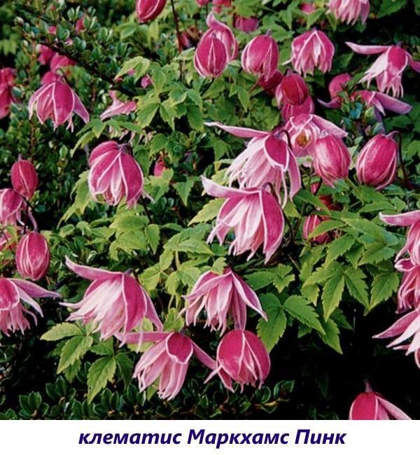 Clematis Markhams Rosa