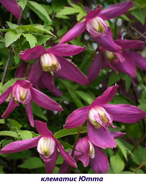 clematis jutta