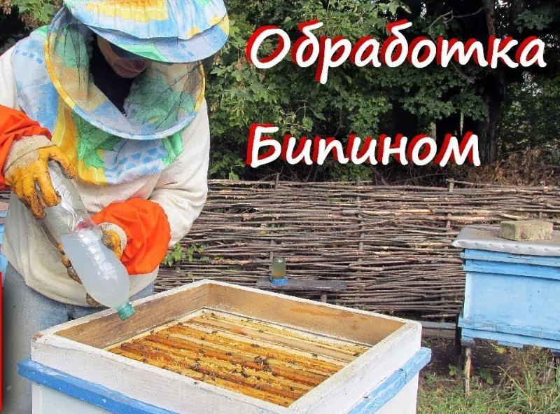 traitement des abeilles au bipin en dosage d'automne