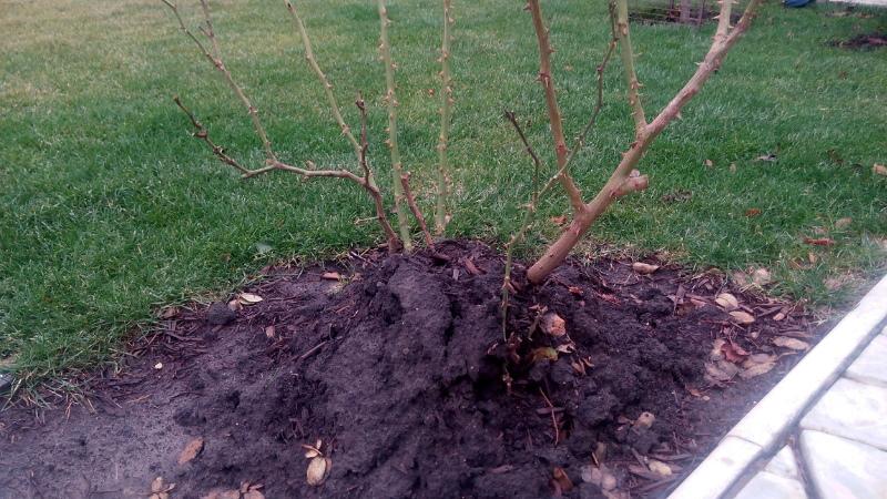 préparer les roses pour l'hivernage