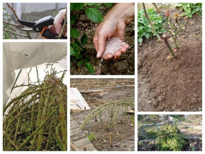 Procesando rosas en el otoño antes de refugiarse para el invierno.