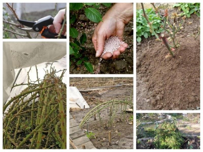 traitement des roses à l'automne avant de s'abriter pour l'hiver