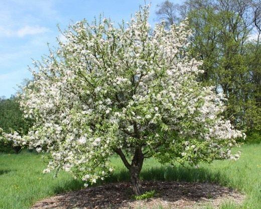 fleurs de pommier