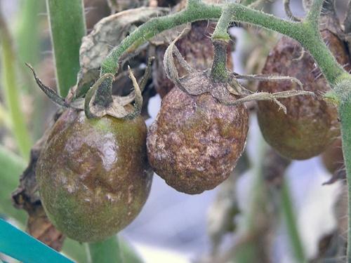 cultivo de la tierra del tizón tardío