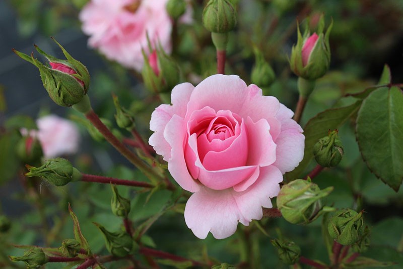 flores rosas florecen